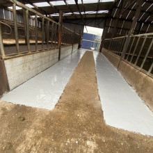 Cattle Feed Passage After Cattle Feed Passage After